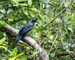 NZ Tui in a tree
