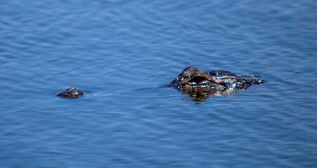 Fototapeta premium Alligator swimming in the water 