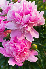 Close-up view on beautiful blooming pink peonies in the sunset light. Gentle congratulations on the holiday. Natural spring background. Gardening and growing flowers as a hobby