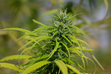 Beautiful marijuana plant growth in the indoor farm.Cannabis commercial growing in the greenhouse.Natural plant herb pharmaceutical production for alternative medicine concept.