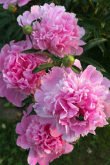 Beautiful blooming pink peonies in the sunset light. Gentle congratulations on the holiday. Natural spring background. Gardening and growing flowers as a hobby