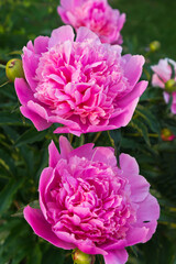 Beautiful pink fresh peonies in the spring garden at the sunset light. Gentle congratulations on the holiday. Natural floral background. Gardening and growing flowers as a hobby
