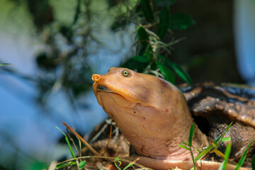 Portrait of a wild softshell turtle 