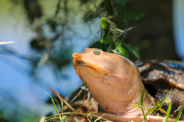 Portrait of a wild softshell turtle 