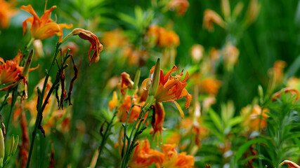 orange flowers in the garden