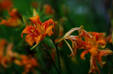 orange lily in the garden