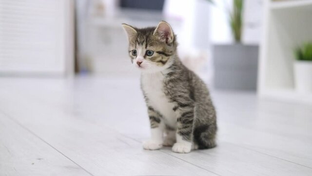 Small kitten running on floor in modern light interior looking in camera. Curious playful funny striped kitty. Domestic Cat. Slow motion.