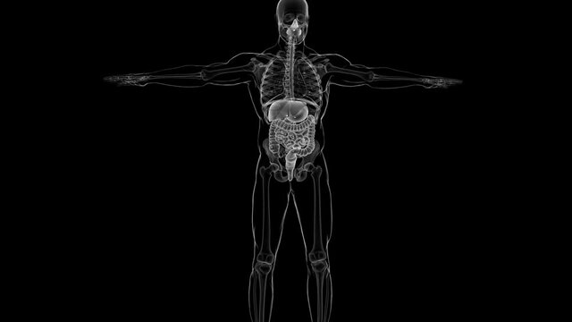 Human Digestive System Anatomy For Medical Concept 3D