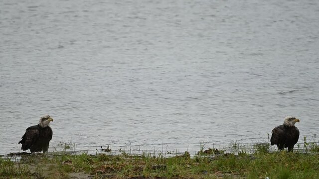 Bald Eagle (Haliaeetus leucocephalus) eating fish after a successful hunting for salmon in Fraser Valley, British Columbia, Canada