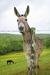 Happy face of a Donkey 