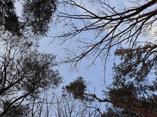 The sky looking up from the forest