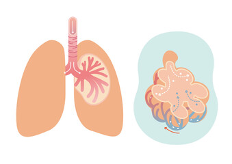 人体 構造 説明　肺　働き　優しい イラスト 親しみ　イラスト