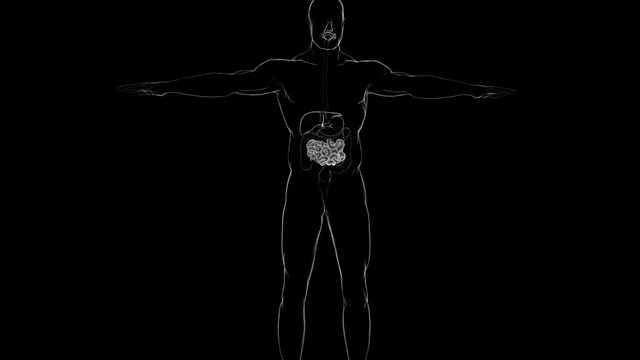 Human Small Intestine Anatomy For Medical Concept