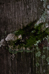 Texture of moisture and fungi on the tree