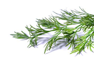 bunch fresh, green dill on a white background.