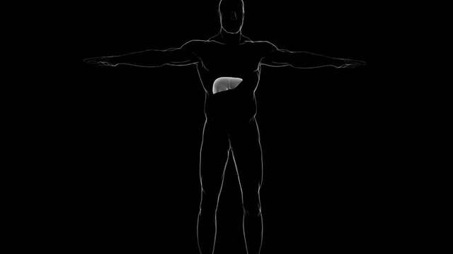 Human Liver Anatomy For Medical Concept 3D
