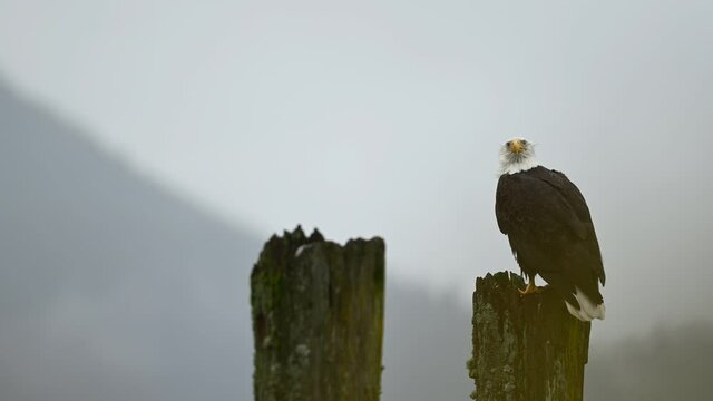Bald Eagle (Haliaeetus leucocephalus) eating fish after a successful hunting for salmon in Fraser Valley, British Columbia, Canada