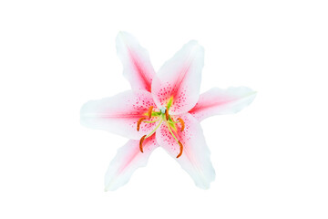 Fototapeta na wymiar Pink and white flower isolated on white background