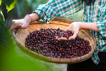 An unidentified coffee farmer is harvesting coffee berries at a coffee plantation with fresh,...
