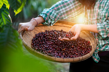 An unidentified coffee farmer is harvesting coffee berries at a coffee plantation with fresh, organic coffee beans.