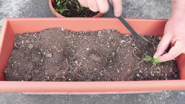 Transplante de plantas de manzanilla a maceta (camomila com&uacute;n)