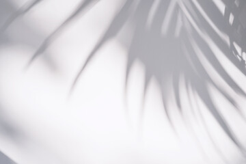 Shadow of plam leave on white background