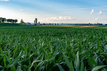 Corn Fields and Farms