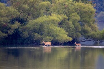 Doe and Fawn in Lake