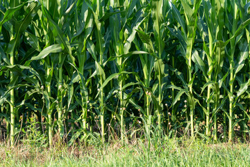Obraz premium Green Corn Field