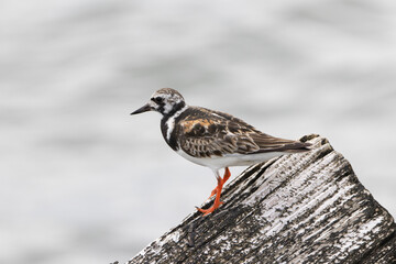A Ruddy Turnstone