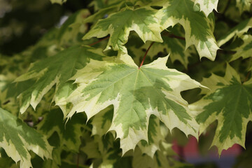 Branches with maple leaves.