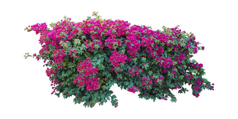 Large bush flower spreading shrub of purple, pink, yellow, red, Bougainvillea tropical flower...