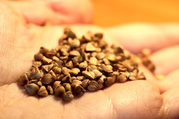 buckwheat grains close-up on the hand