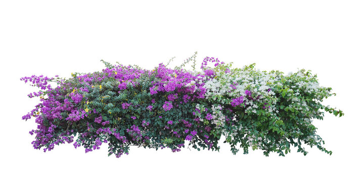Large bush flower spreading shrub of purple, pink, yellow, red, Bougainvillea tropical flower climber vine landscape plant isolated on white background with copy space and clipping path.