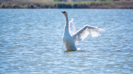 Graceful white Swan swimming in the lake and flaps its wings on the water. Valentine's Day background
