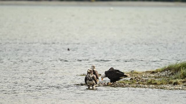 Bald Eagle (Haliaeetus leucocephalus) eating fish after a successful hunting for salmon in Fraser Valley, British Columbia, Canada