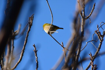 枝にとまるメジロと青空