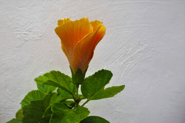 A graceful yellow-orange hibiscus flower against a white painted wall. Semi-open bud, bright green leaves. Mexico. © Вера 