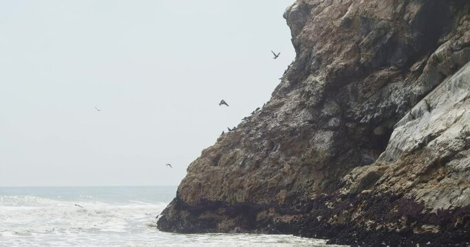 Seabirds on ocean side rock cliff, with waves rolling in