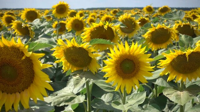 Gimbal professional film beautiful yellow round flowers sunflowers positive happiness natural agricultural landscape. Sunny abstract rural farm field details. Flora. Village life best nature. Stock