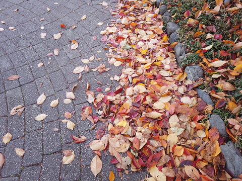 떨어진 낙엽이 인상적인 가을길의 모습
