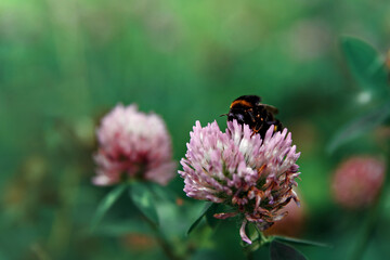Shaggy bumblebee collects nectar from pink clover flower