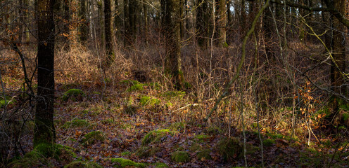 A winter picture of a beautiful forest glade. Picture from Scania county, Sweden