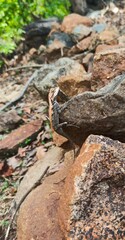 lizard on the rock