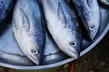 Fresh fish in the market