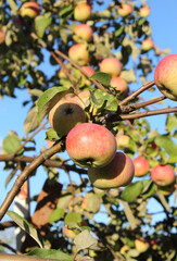 Background of apple tree branches and ripe apples