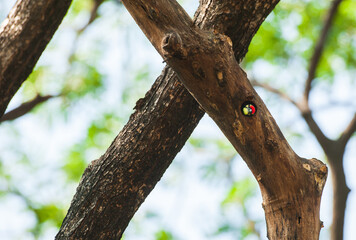 A Coppersmith barbet select.a tree cavity.