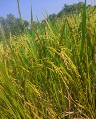paddy field