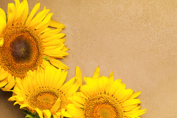 Beautiful sunflowers on color background