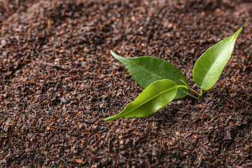 Dry black tea with green leaves, closeup